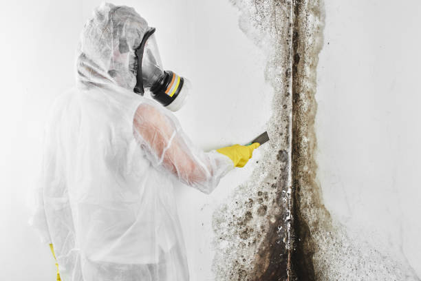 Best Basement Mold Remediation in Greenwood, DE
