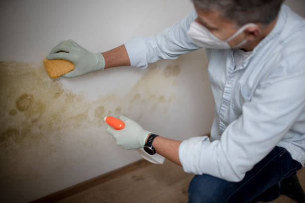 Best Industrial Mold Remediation in Greenwood, DE
