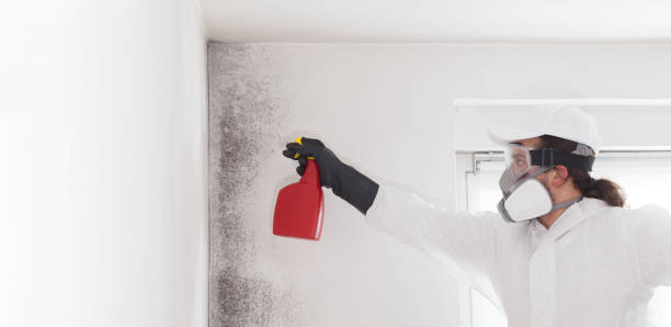 Professional Mold Remediation in Greenwood, DE
