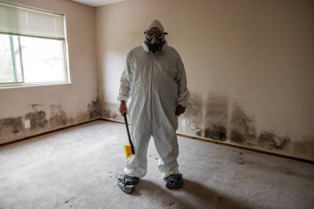 Best Post-Flood Mold Remediation in Greenwood, DE