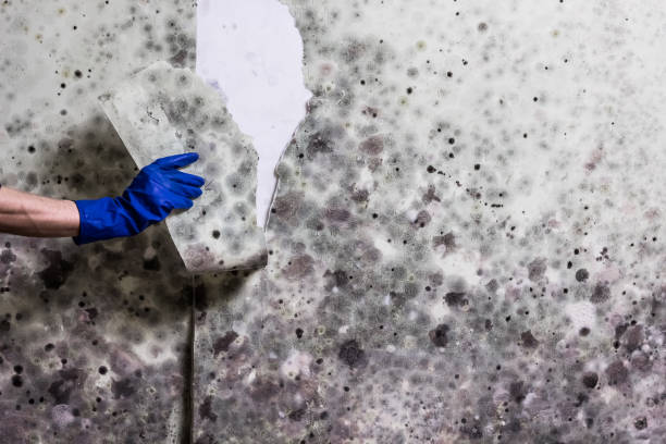 Best Mold Remediation for Schools in Greenwood, DE