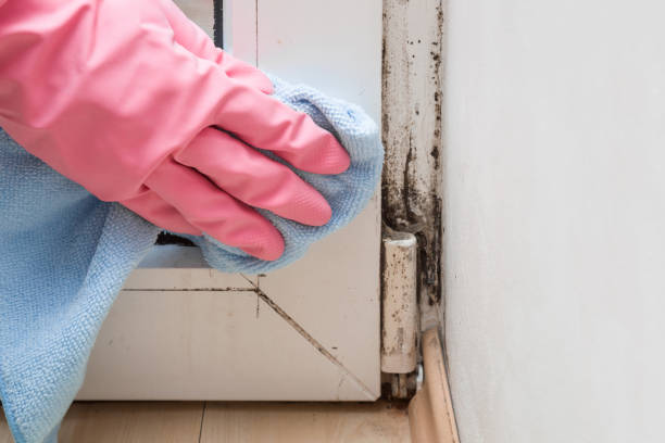 Best Kitchen Mold Remediation in Greenwood, DE