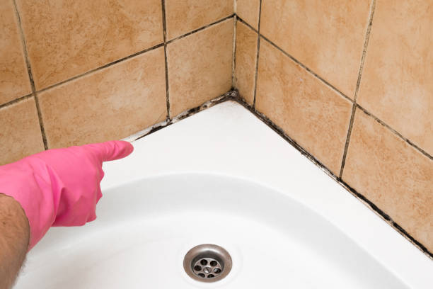 Professional Mold Remediation in Greenwood, DE